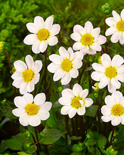 DÁLIA (GEORGÍNA) TOPMIX WHITE 10 ks